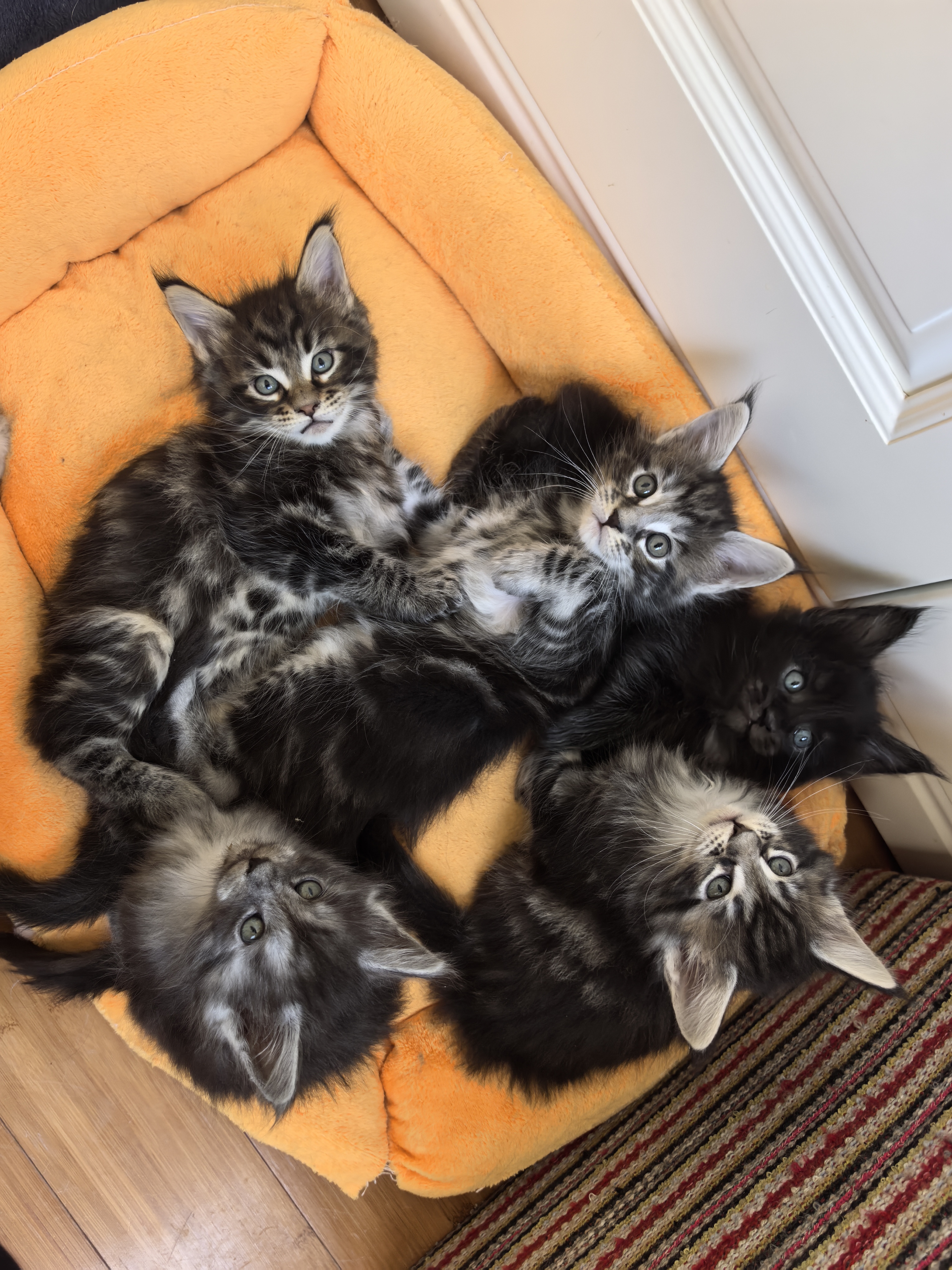 缅因猫